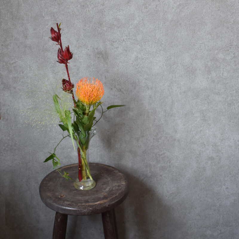 ピンクッション,ベニアオイ,ローゼル,スモークグラス