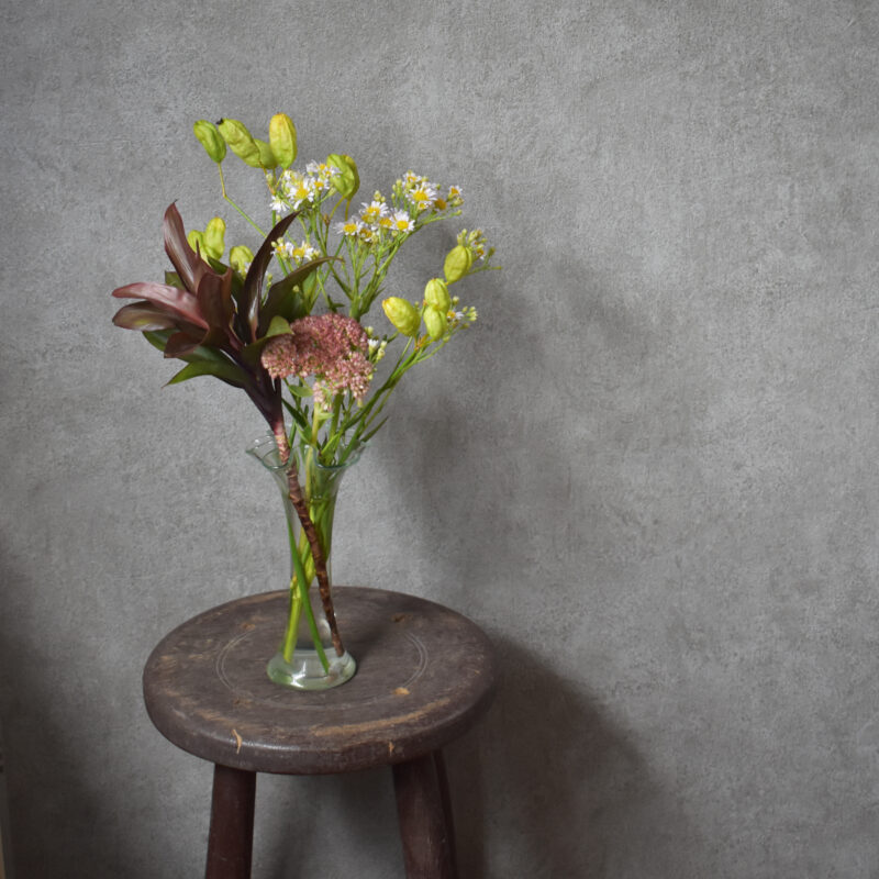 ヒオウギ,オランダセダムベンケイソウ,シオン,ドラセナ・コンパクタ