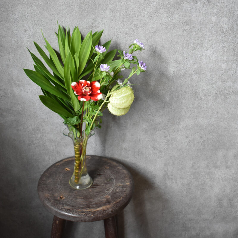 ダリア、フウセントウワタ、アスター、ソング オブ ジャマイカ